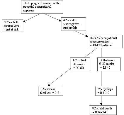 Figure 1. Risks of occupational exposure of 1,000 pregnant women to parvovirus B19 infection during an epidemic (all data are approximate)