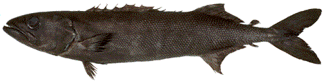 Figure 1. Oilfish, Ruvettus pretiosus