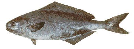 Figure 3. Rudderfish, Centrolophus niger