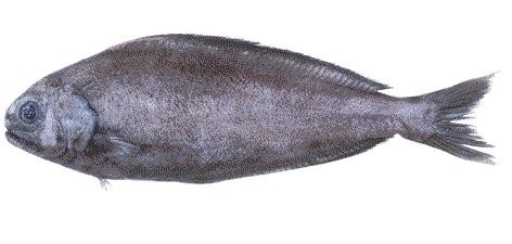 Figure 4. Rudderfish, Tubbia sp.