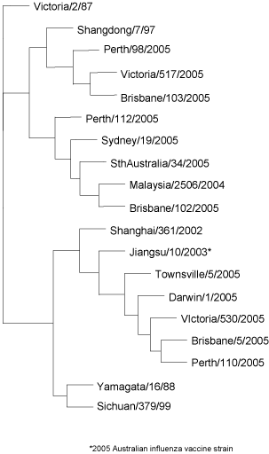 Figure 11.  Evolutionary relationships between  influenza B haemagglutinins (HA1 region)