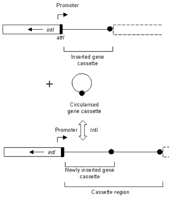 Figure. The insertion of a gene cassette into an integron