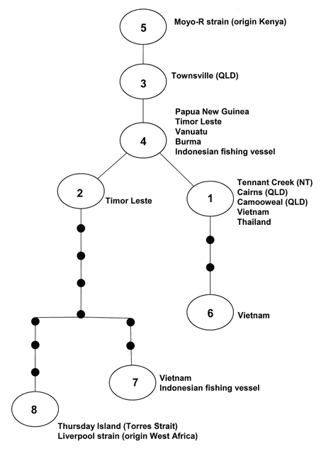 Figure 2. Mitochondrial CO1 haplotype network showing genealogical relationships